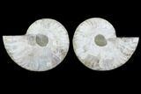 Cut & Polished Ammonite Fossil - Agatized #78396-1